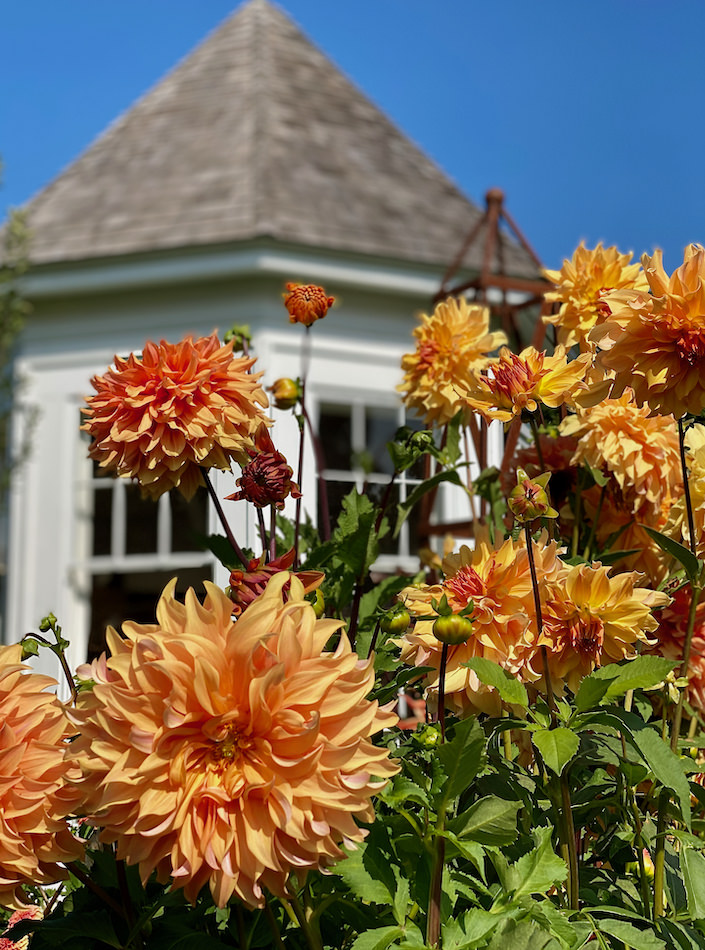 Dahlias at Clove Brook farm