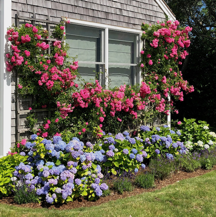 Nantucket flowers