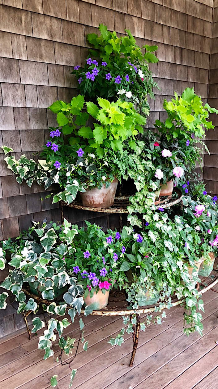 Nantucket porch plants 1